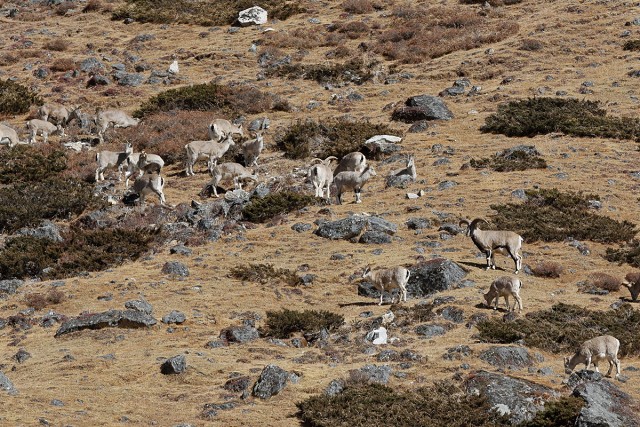 Blue Sheep