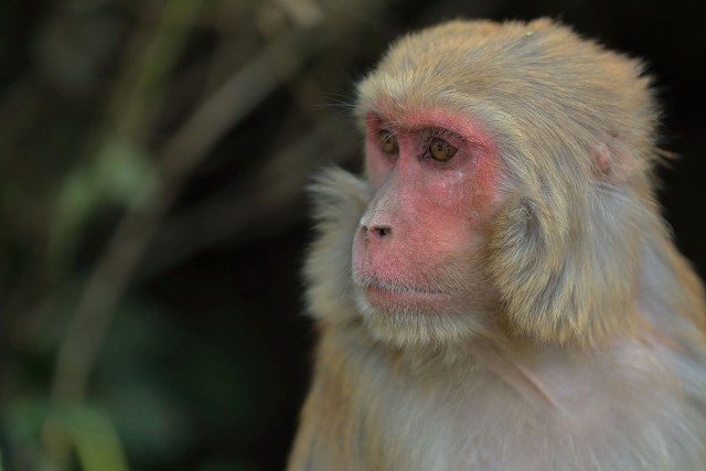 Monkey At Pashupatinath