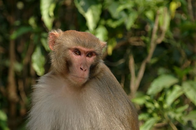 Monkey At Swayambunath