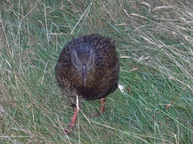 059 Kiwi At Cedar 1