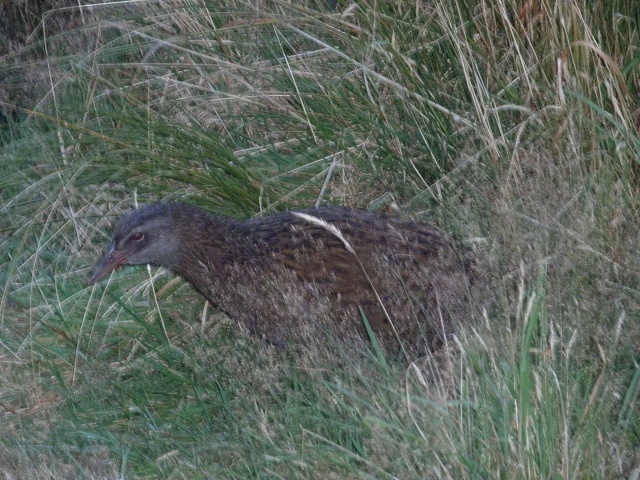 060 Kiwi At Cedar 2