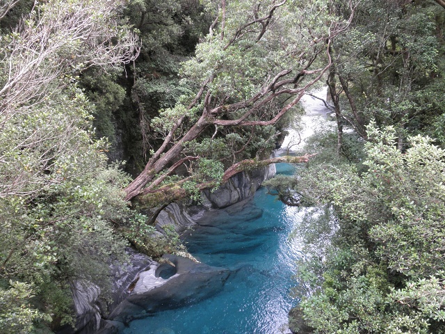 064 Toaroha Gorge Near Cedar 2