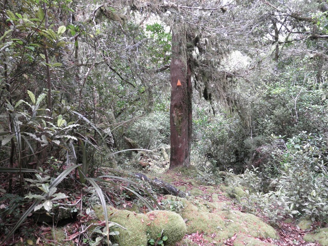 067 West Coast Forrest